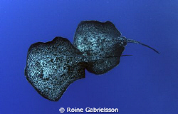 Marble rays hanging out with me during blue water safety ... by Roine Gabrielsson 